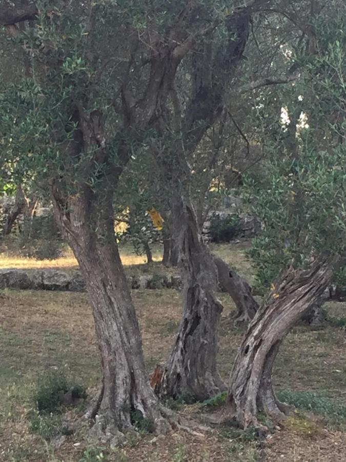 Apartmani Misic Ždrelac Esterno foto